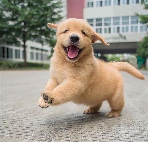 adorable golden retriever Щенки - Golden Retreivers фото (41388136 ...