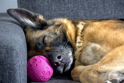 Dog Having Nightmares? Here's What You Need to Know. (Vet-Approved)