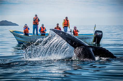 Best of Baja California and Whale Watching at Magdalena Bay | The Outdoor Voyage