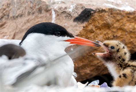 Manmade Common Tern breeding platform on Behance