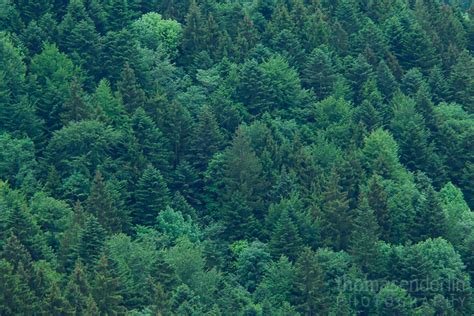 April 2014 - 'Dawn on Evergreen Forest' - Graubünden, Switzerland - Thomas Enderlin Photography ...