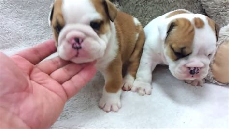 53+ Teacup English Bulldog Breeders Image - Bleumoonproductions