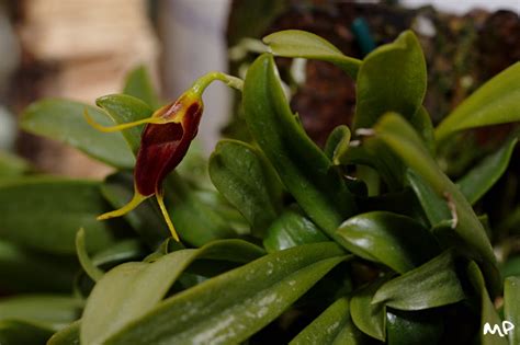 Masdevallia bicolor - The Two-Colored Masdevallia care | Travaldo's blog