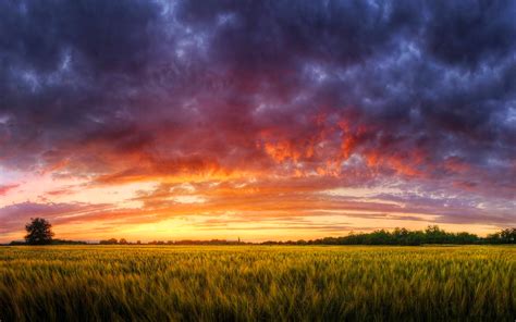 Cornfield red sunset wallpaper | 1920x1200 | #29819