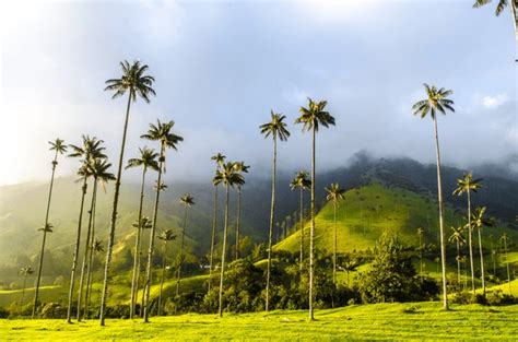 Cocora Valley: Over 3,919 Royalty-Free Licensable Stock Photos ...