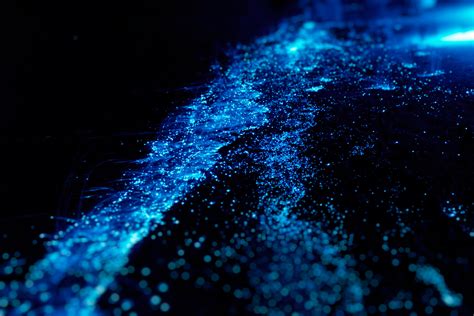 Where To See Bioluminescence Abroad, From Jamaica To Japan, 40% OFF