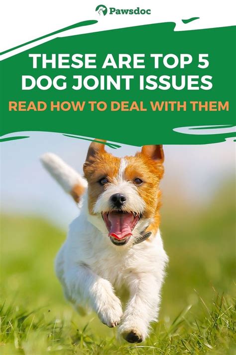 5 Most Common Joint Problems In Dogs - How To Prevent It? | Dog joints, Holistic dog care, Dogs