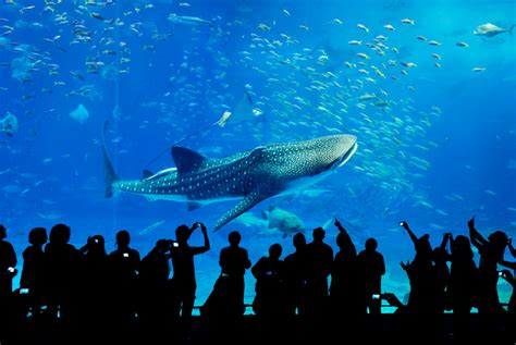 The Deep Blue Beckons at Okinawa Churaumi Aquarium and Ocean Expo Park ...