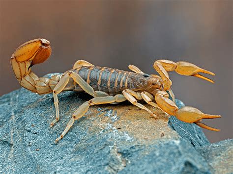 An Extensive Guide To Striped Tail Scorpions In AZ | Scorpion FAQs