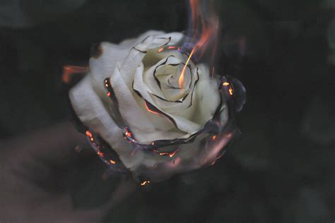 Burning Rose Wallpapers - Top Free Burning Rose Backgrounds ...