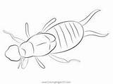 Earwigs Coloring Pages sketch template