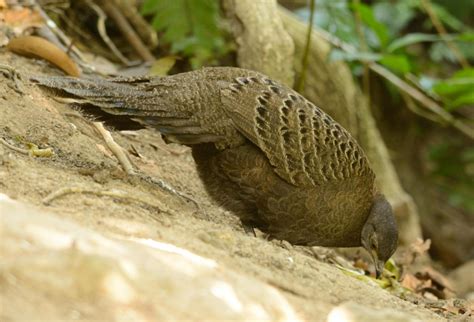 Grey peacock-pheasant (Polyplectron bicalcaratum)