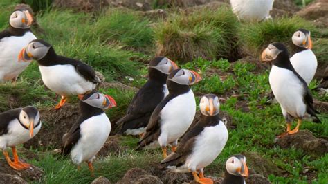 A Beautiful Flock Of Puffins On An Island In Newfoundland Stock Video Footage 00:15 SBV ...