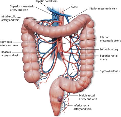 Superior Rectal Artery