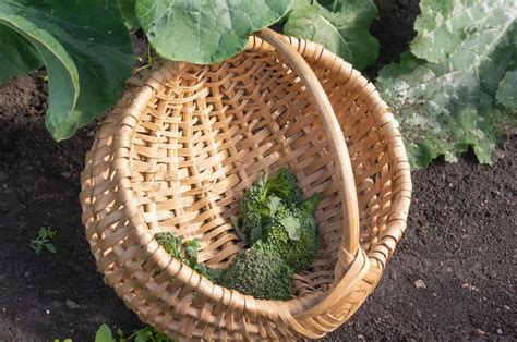 What Is The Perfect Broccoli Plant Spacing? Tips And Tricks