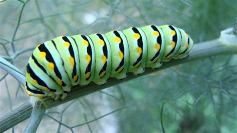 little forest house: black swallowtail caterpillar