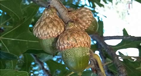 Oak trees producing a big crop of acorns this year - Radio Iowa