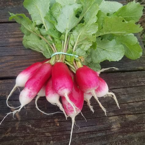 French Breakfast Radish - Bibb Forest Farm- Regenerative, organically grown vegetables, raw ...