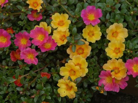 How to Grow and Care for Portulaca | World of Succulents