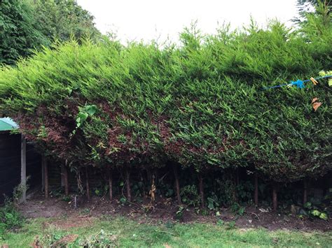 Conifer hedge turning brown — BBC Gardeners' World Magazine