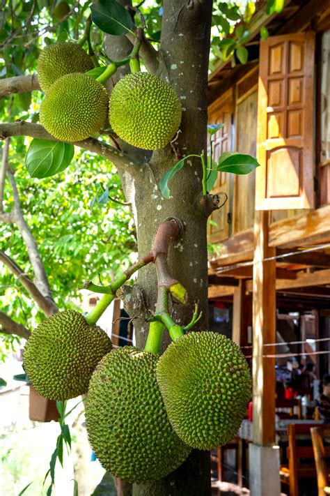 Jackfruit Tree Photos, Download The BEST Free Jackfruit Tree Stock ...