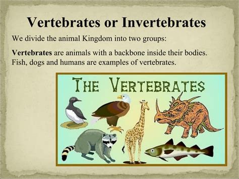 Vertebrates and invertebrates | PPT