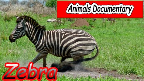 Animals Documentary - Zebra Documentary - YouTube