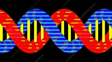 DNA molecule, animation - Stock Video Clip - K008/8249 - Science Photo ...