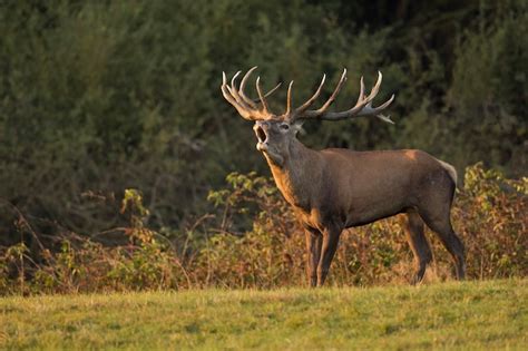 Free Photo | Red deer in the nature habitat during the deer rut european wildlife