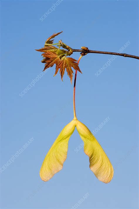 Silver Maple Seeds - Stock Image - F031/4934 - Science Photo Library