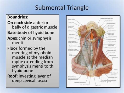 Triangle of neck