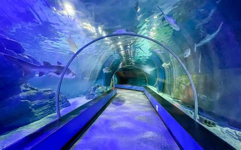 Sea Life Busan Aquarium in South Korea takes you underground and under the sea | Stars and Stripes