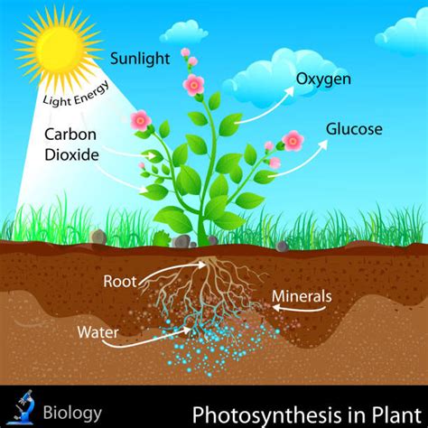 Nutrition and Plants | Curious Times