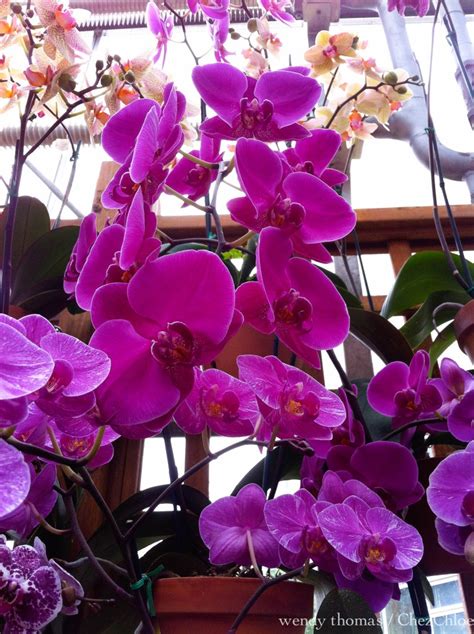 Atlanta Botanical Gardens… orchids « Wendy's Place