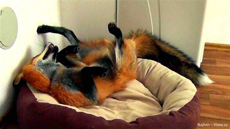 Rescued Fox Is the Perfect Mix of Cat and Dog