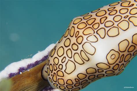 Flamingo Tongue Snail | Pro Dive International