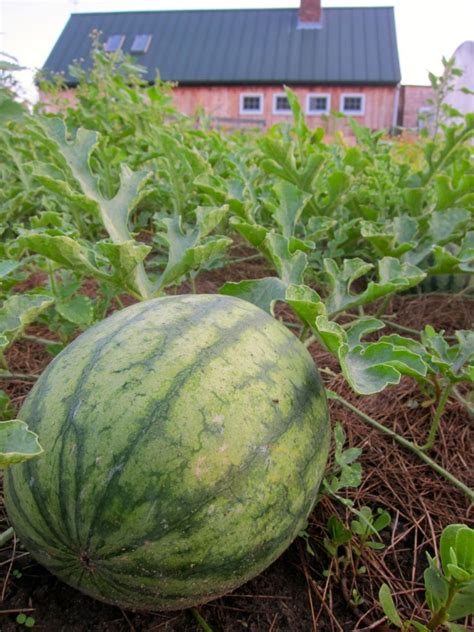 Watermelon – Belmont Acres Farm