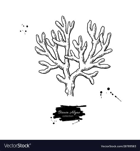 Brown algae isolated drawing Royalty Free Vector Image