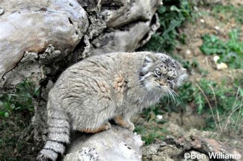 Pallas' Cat - International Society for Endangered Cats