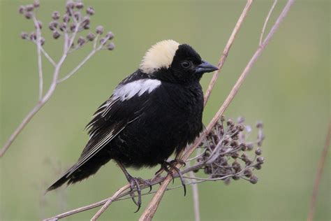 Bobolink - song / call / voice / sound.