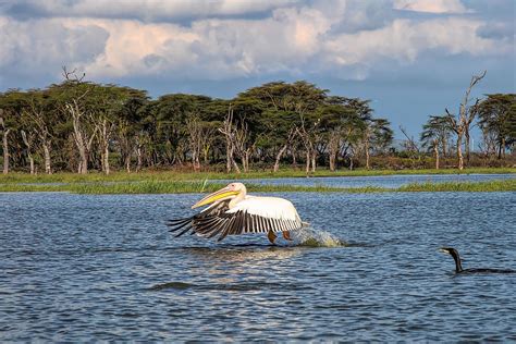 Lake Naivasha - WorldAtlas