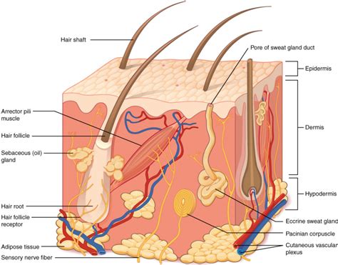 4.1 Layers of the Skin – Fundamentals of Anatomy and Physiology
