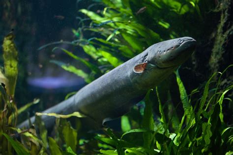 Two New Electric Eel Species Discovered, Produce Record-Breaking Shocks