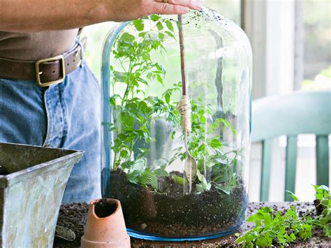 husia dôvera tiež fern terrarium diy tesne preskúmanie proti