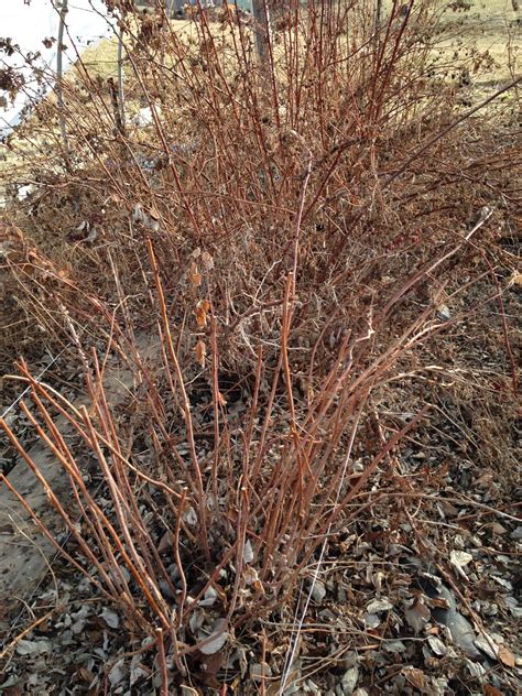 Fitzgerald's Family Farm: Raspberry Pruning Time