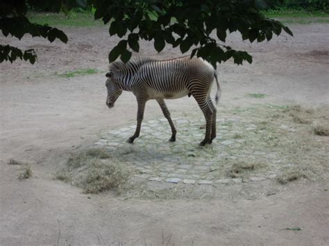 Nuremberg ZOO - Pieces of my life and heart