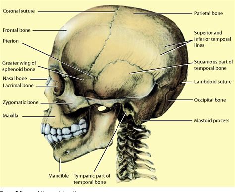[PDF] The surgical anatomy of the scalp | Semantic Scholar