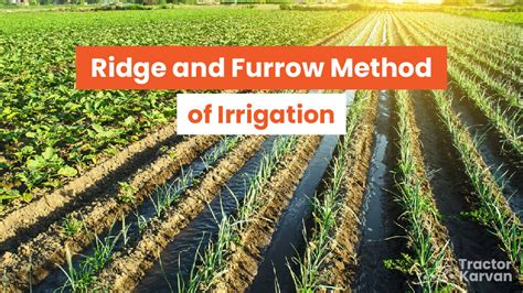 Ridge and Furrow Method of Irrigation