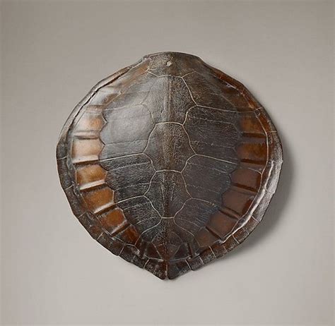 Sea Turtle Shell Dark Brown - Large | Sea turtle shell, Turtle shell, Turtle