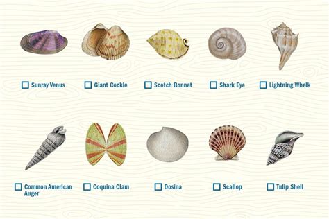 Guide to Navarre Seashells - Navarre Beach | Florida's Most Relaxing ...